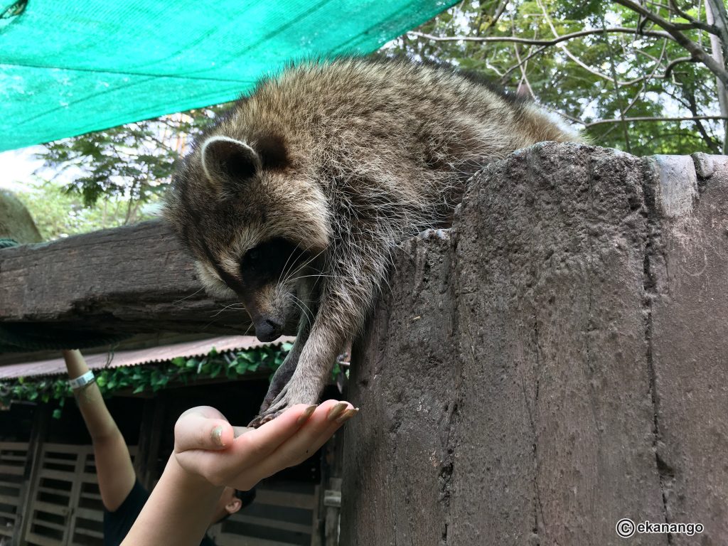 Farm In The City マレーシアのふれあい動物園 ファームインザシティ エカの南国主婦ライフ Farm In The City マレーシアのふれあい動物園 ファームインザシティ エカの南国主婦ライフ